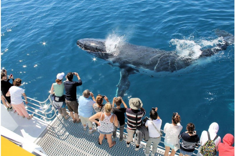 SAMANA TOURS